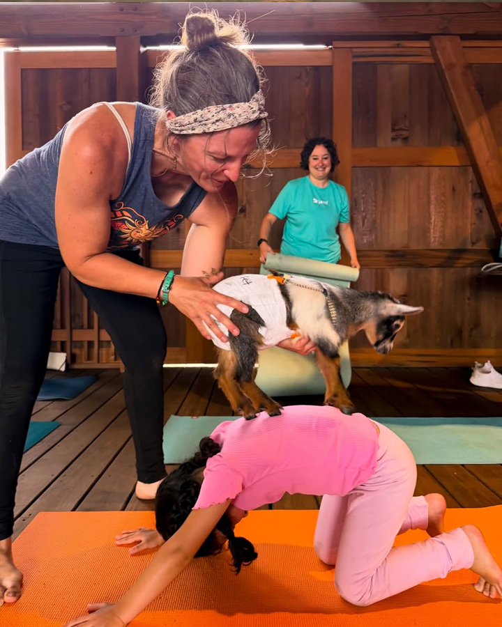 Baby Goat Yoga