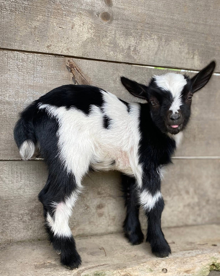 Baby Goat