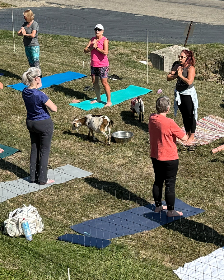 Goat Yoga