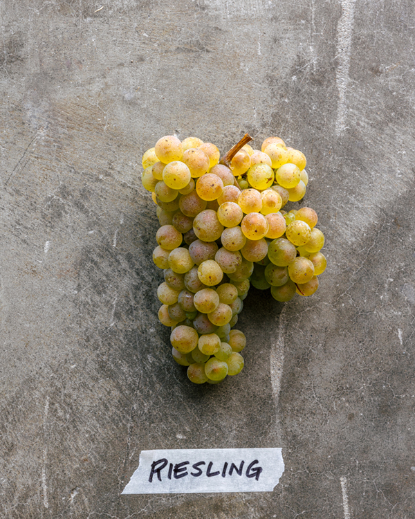 Classic Germanic grape that creates a spicy and fragrant wine with ...